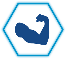 muscul